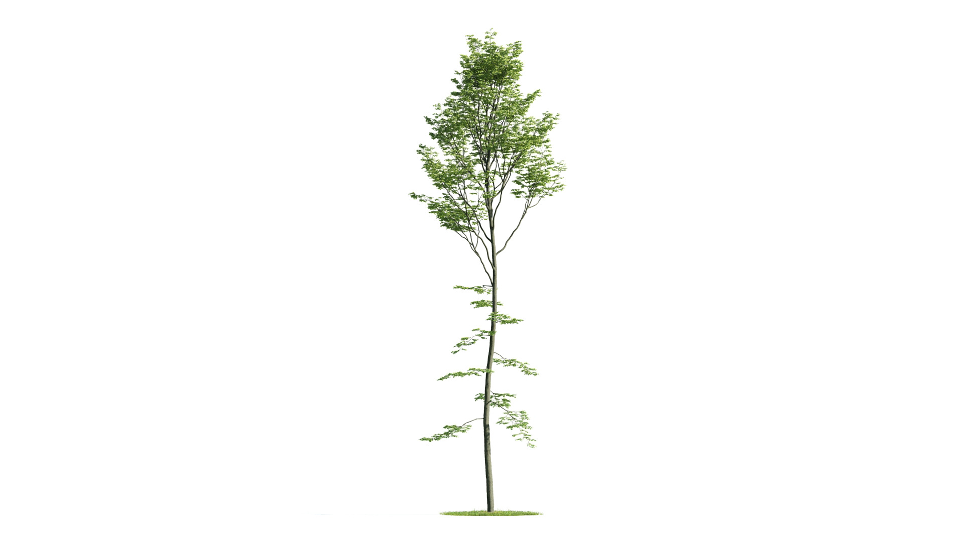 Tree Set 3D Model Complete Collection Low-poly 3D model_51