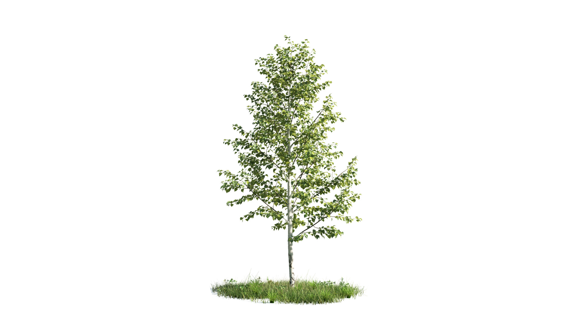 Tree Set 3D Model Complete Collection Low-poly 3D model_26