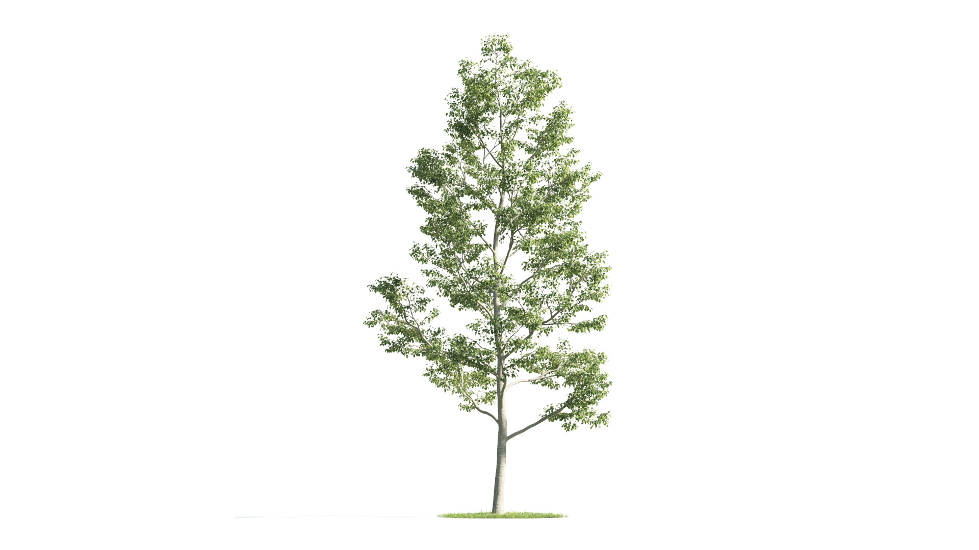 Tree Set 3D Model Complete Collection Low-poly 3D model_7