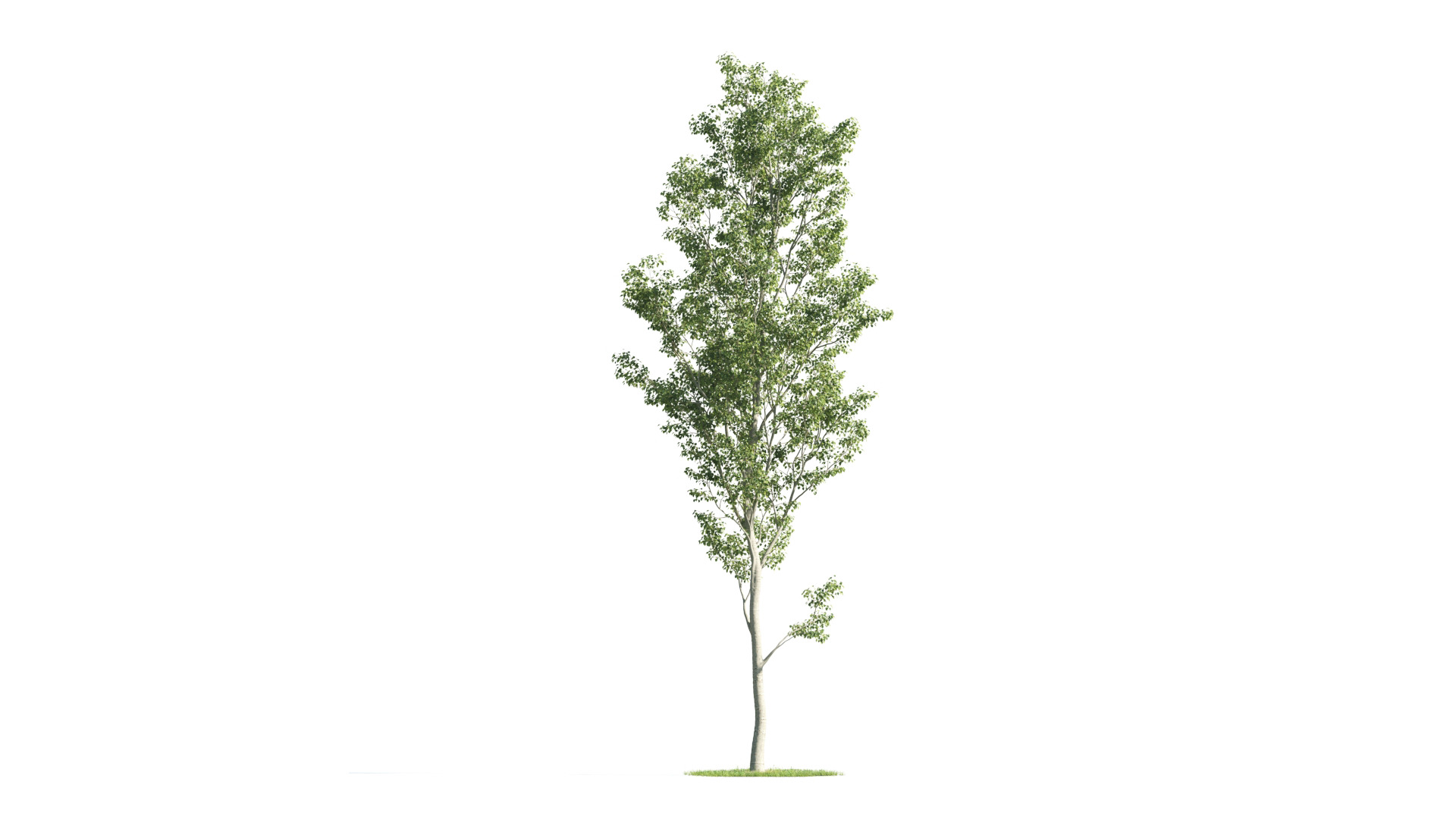 Tree Set 3D Model Complete Collection Low-poly 3D model_5