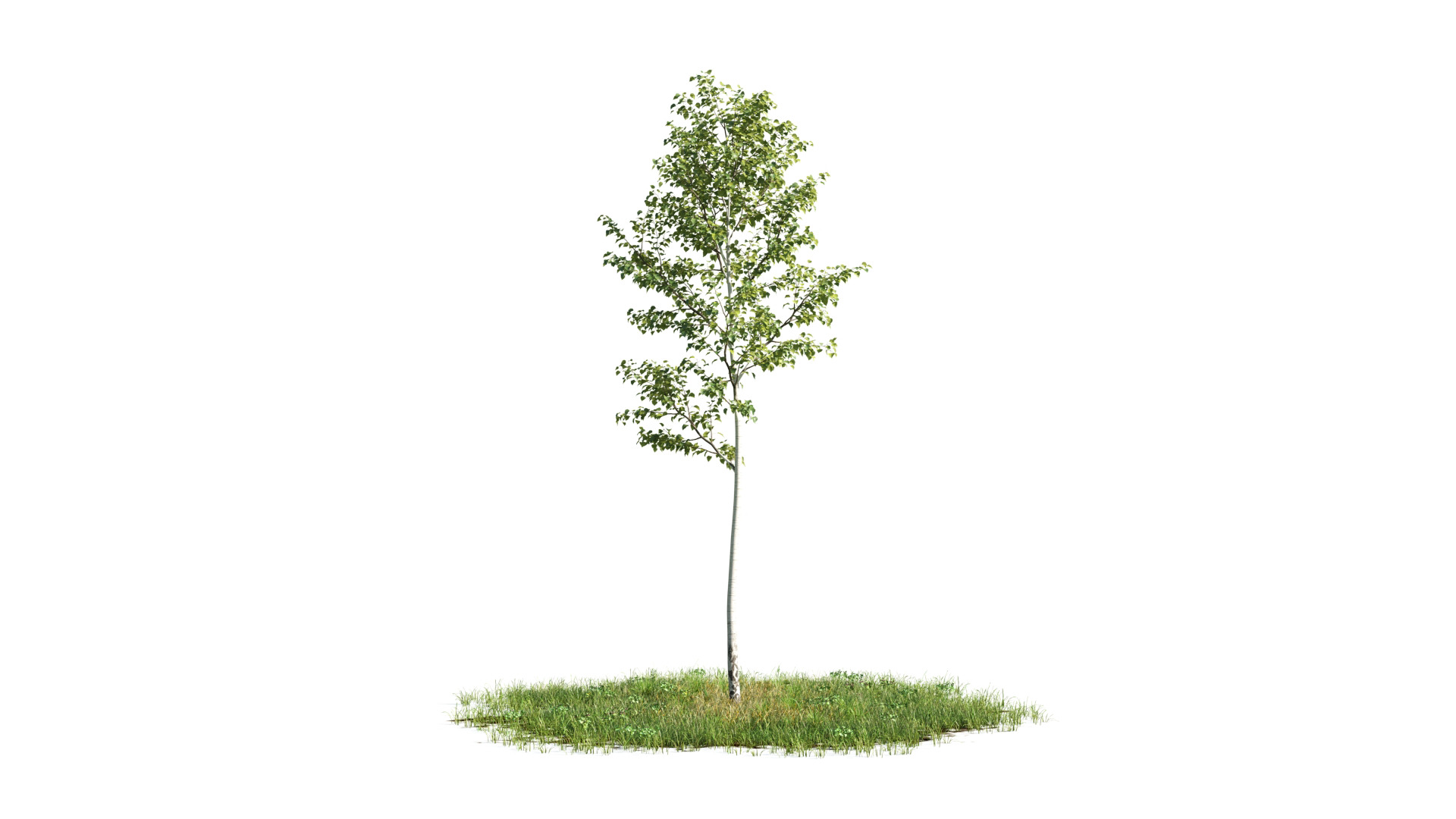Tree Set 3D Model Complete Collection Low-poly 3D model_25