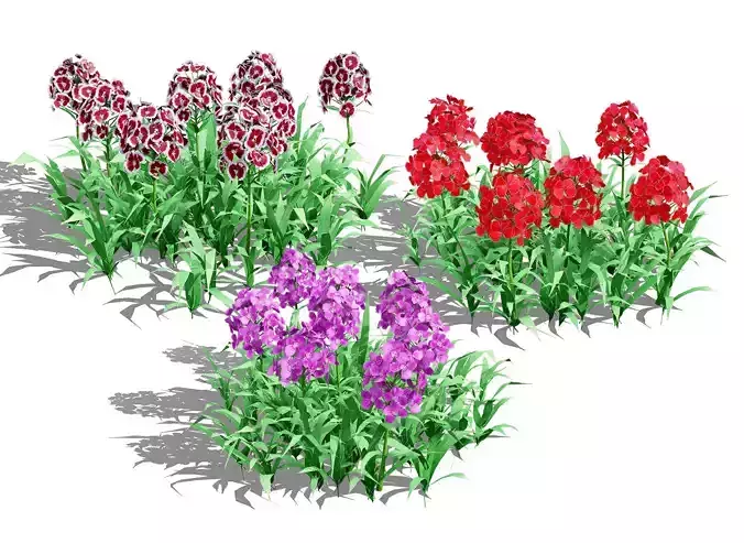 Flander Dianthus Barbatus 3D Model Low-poly 3D model