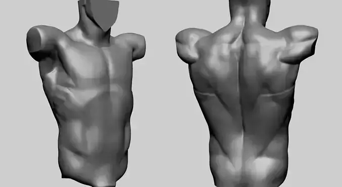 Male Torso F