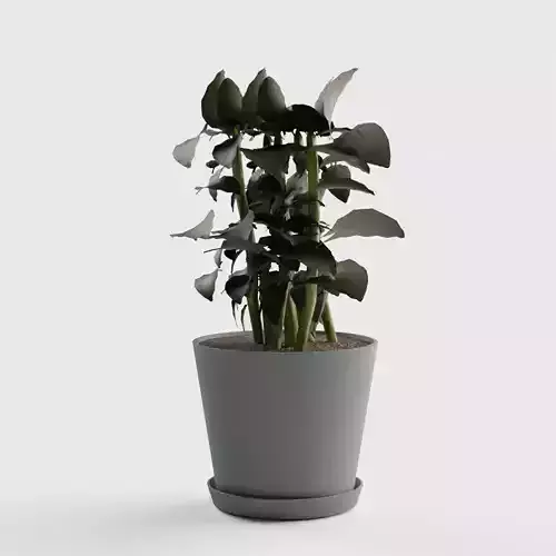 ZZ Plant - Slate