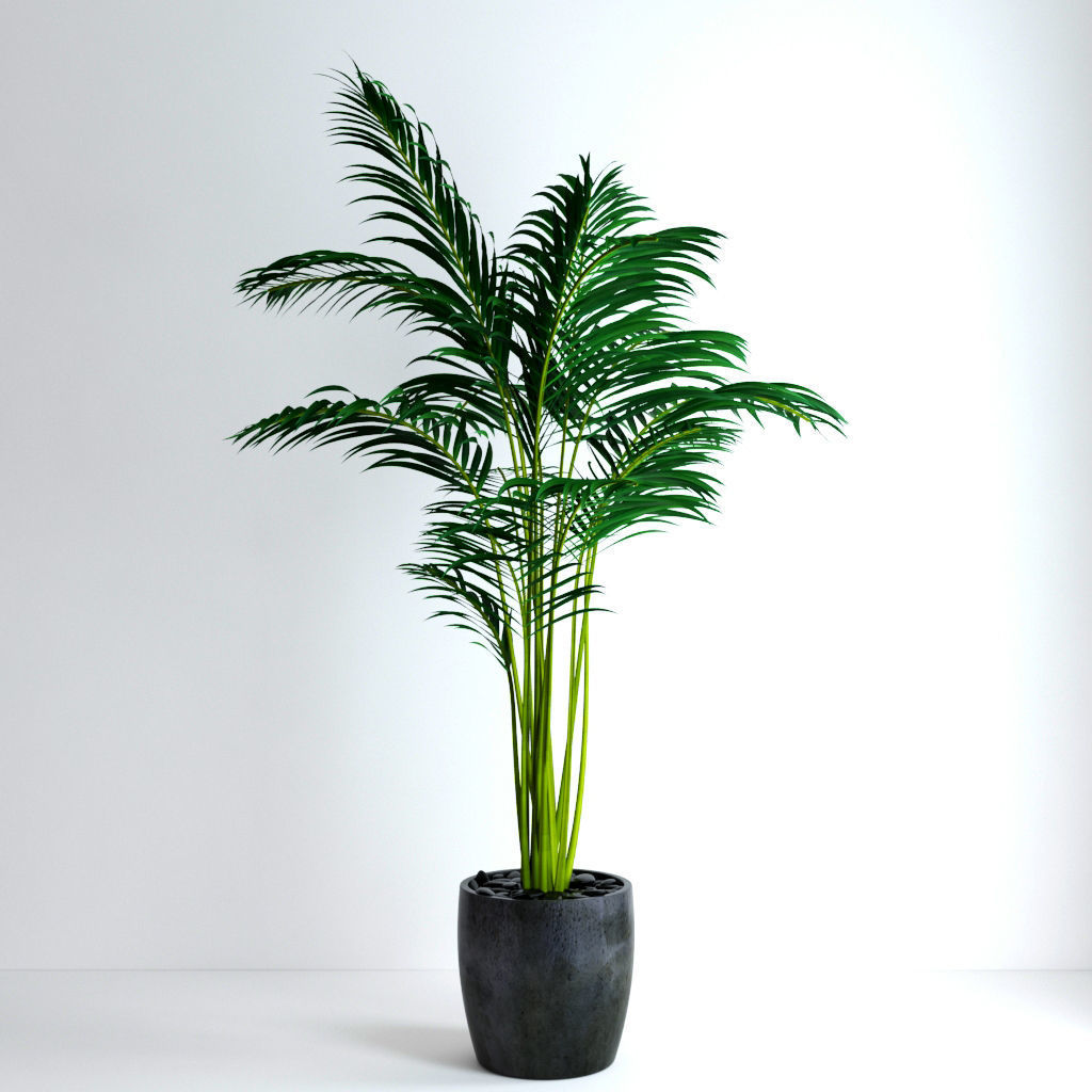 Areca Palm 3D model_1
