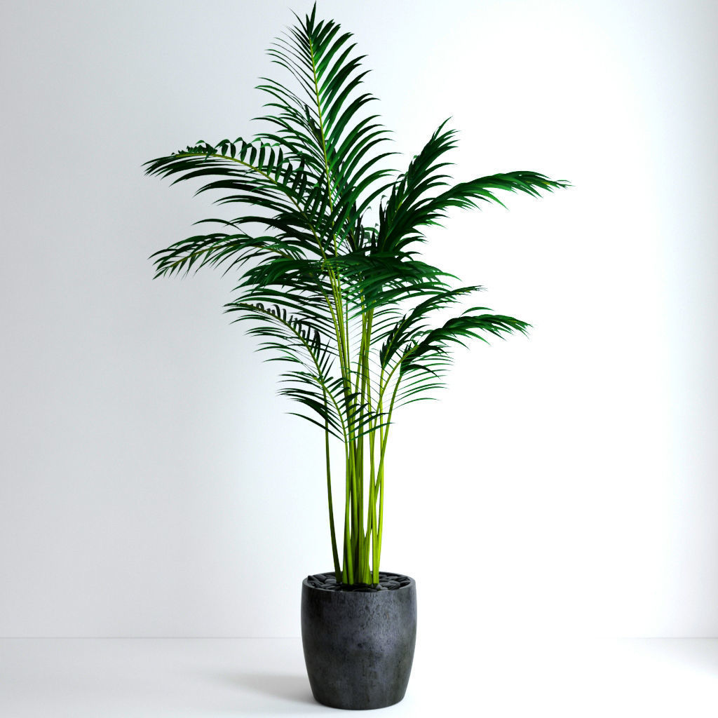 Areca Palm 3D model_2