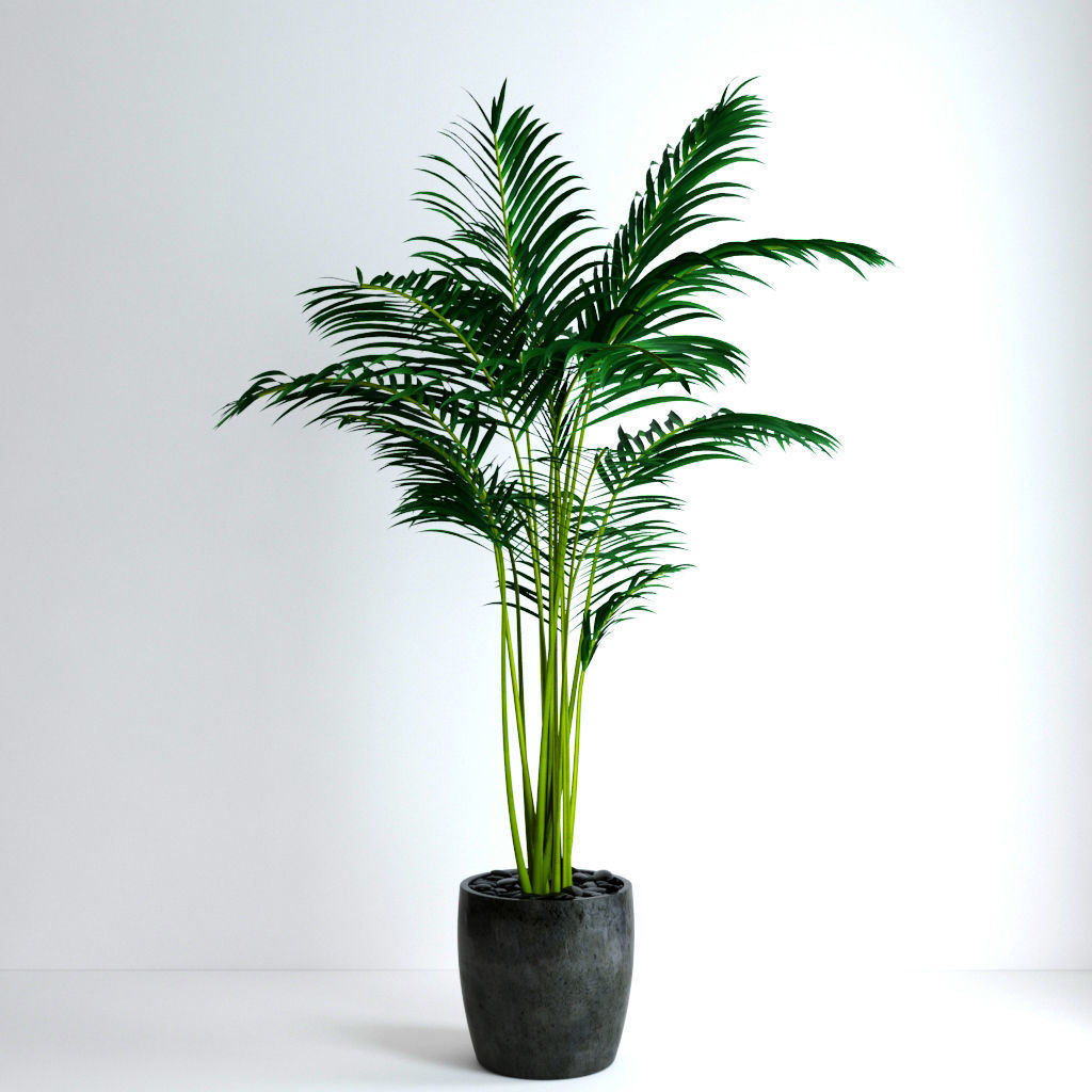 Areca Palm 3D model_4