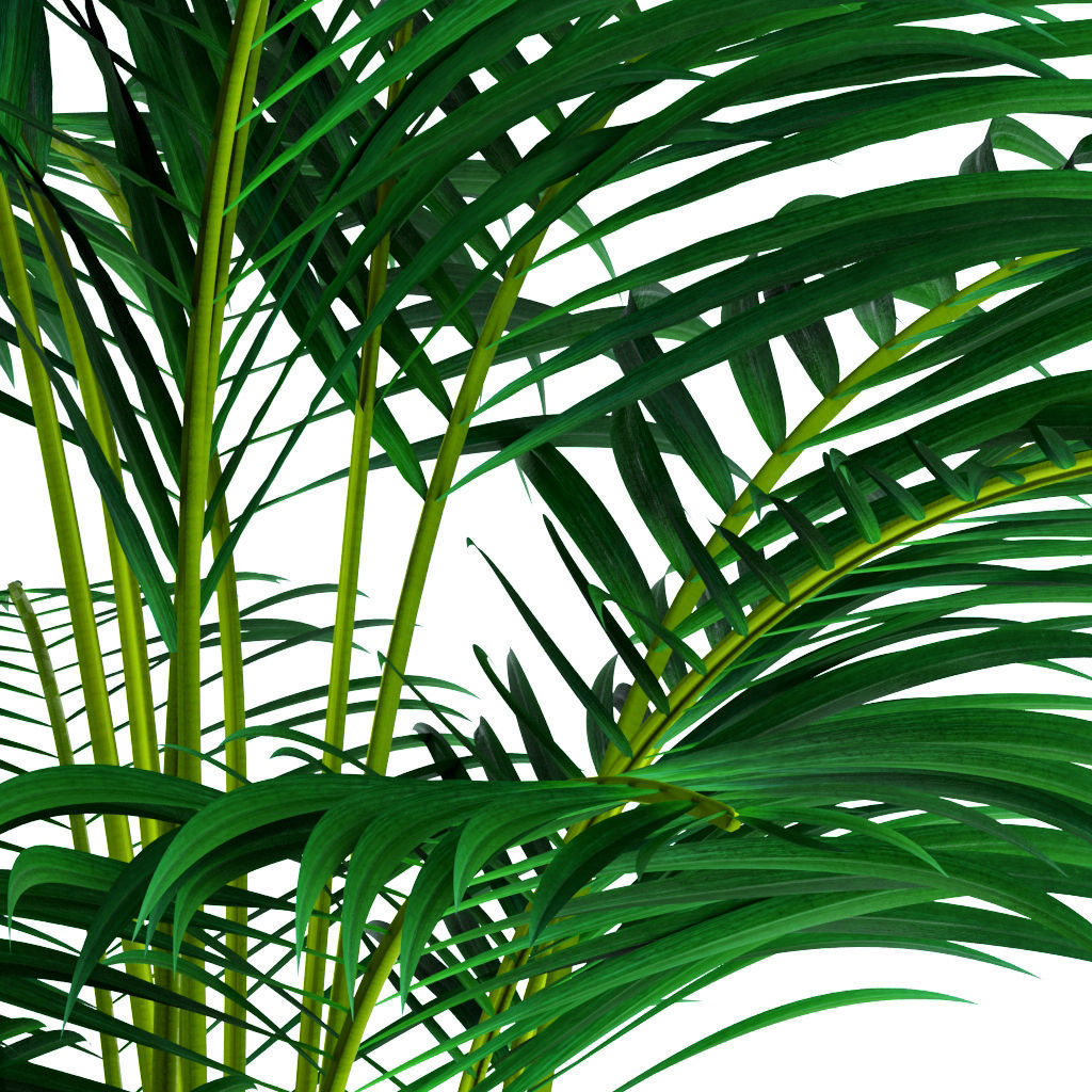 Areca Palm 3D model_8