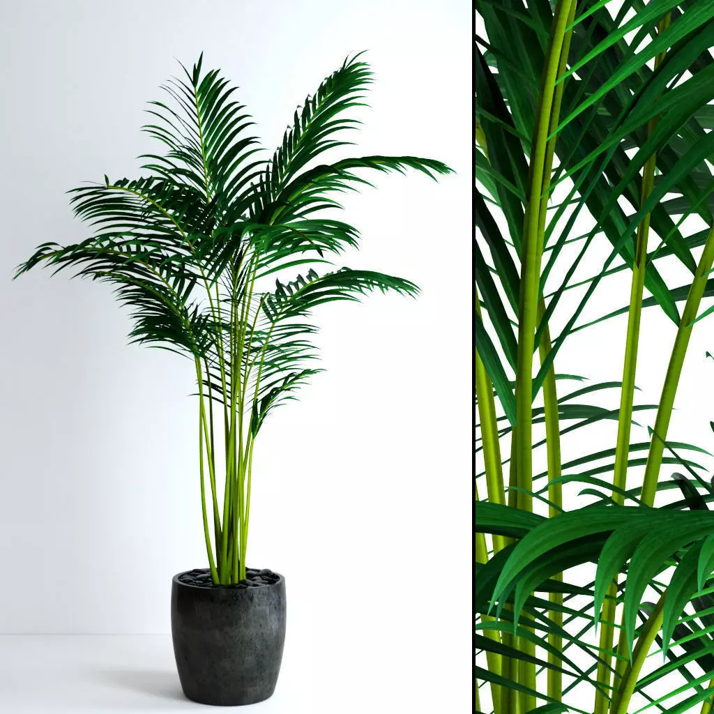 Areca Palm 3D model_0