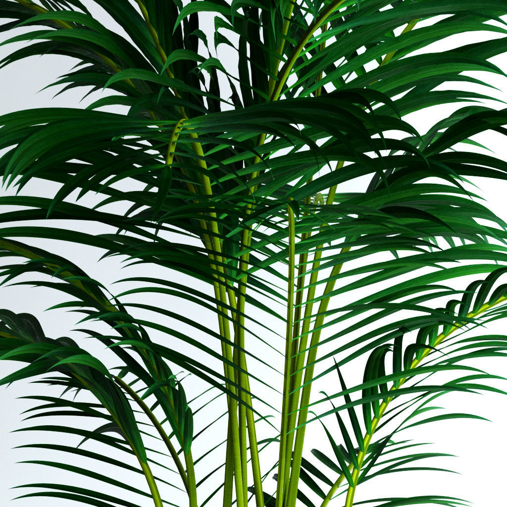 Areca Palm 3D model_9