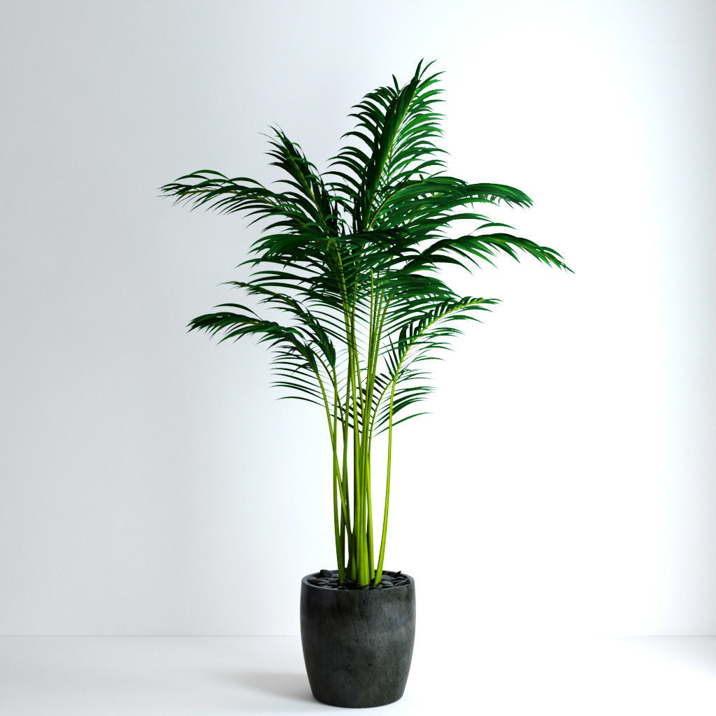 Areca Palm 3D model_5