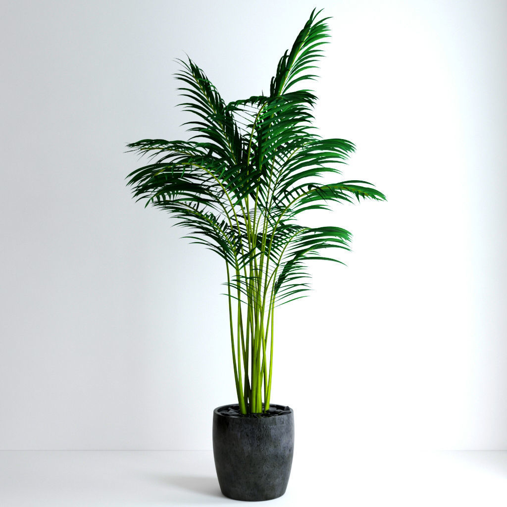 Areca Palm 3D model_3