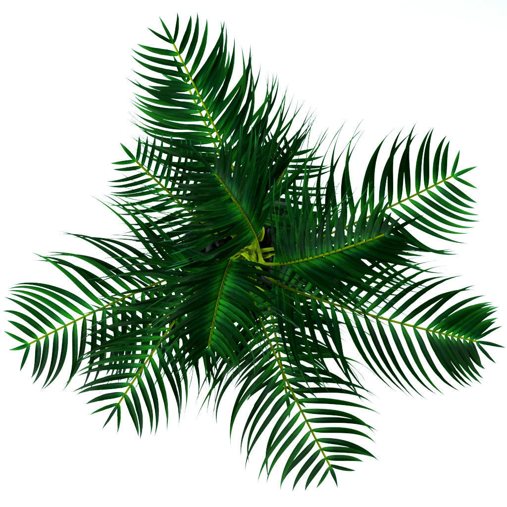 Areca Palm 3D model_7