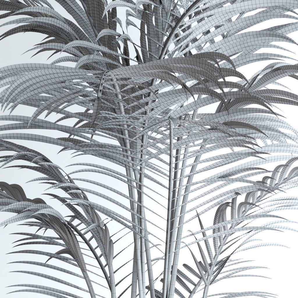 Areca Palm 3D model_10