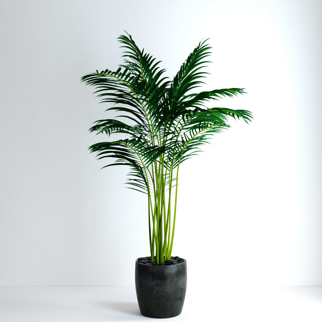 Areca Palm 3D model_6