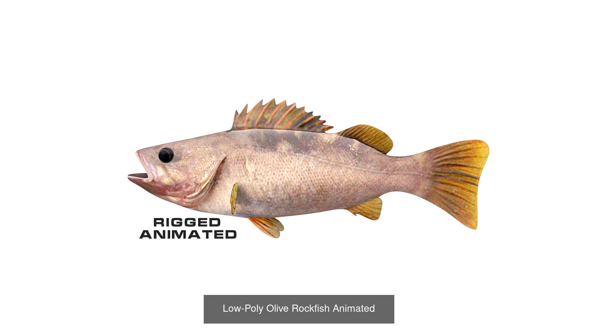 Fish Sea Collection Animated _9