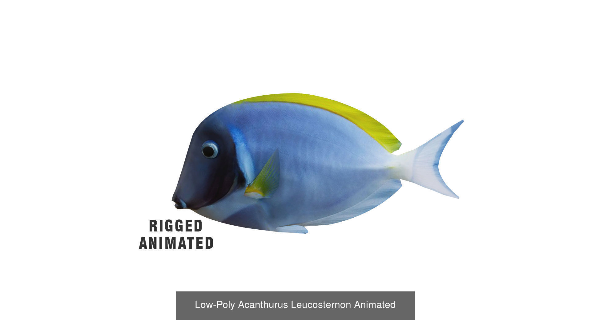 Fish Sea Collection Animated _4