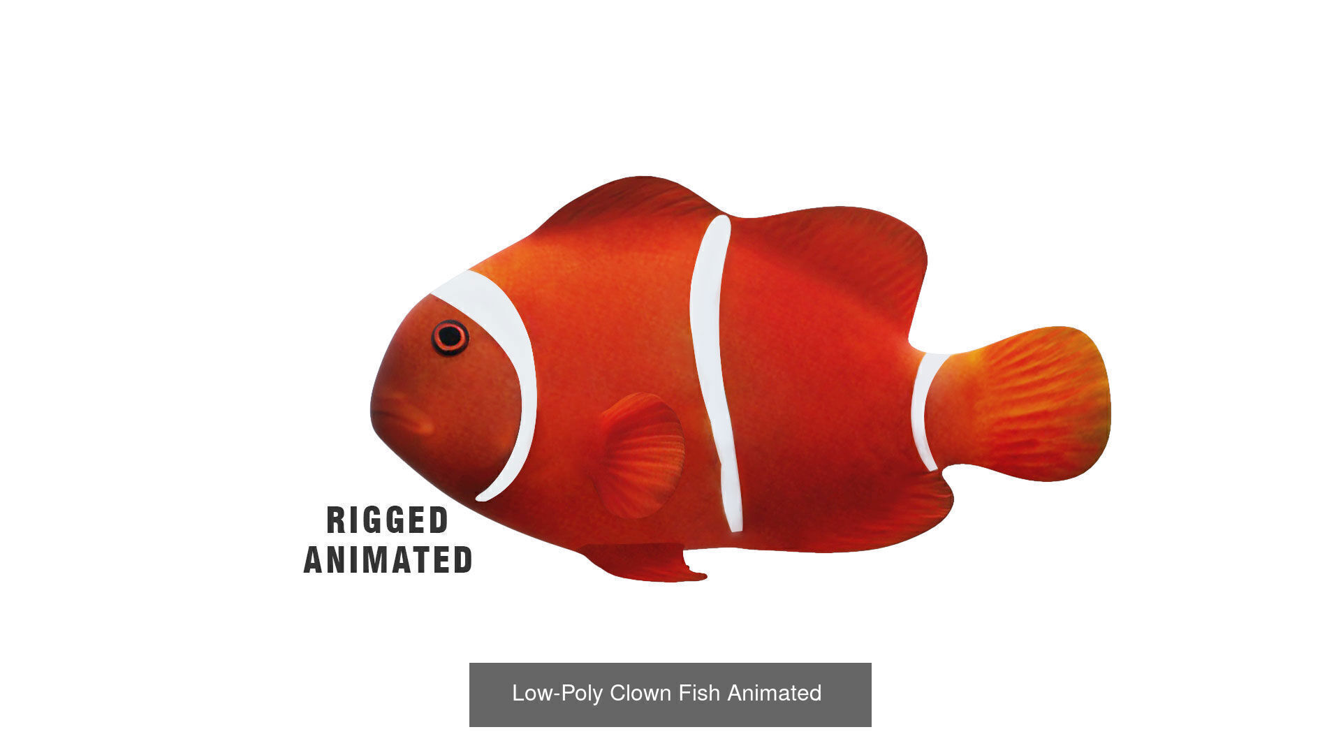 Fish Sea Collection Animated _5