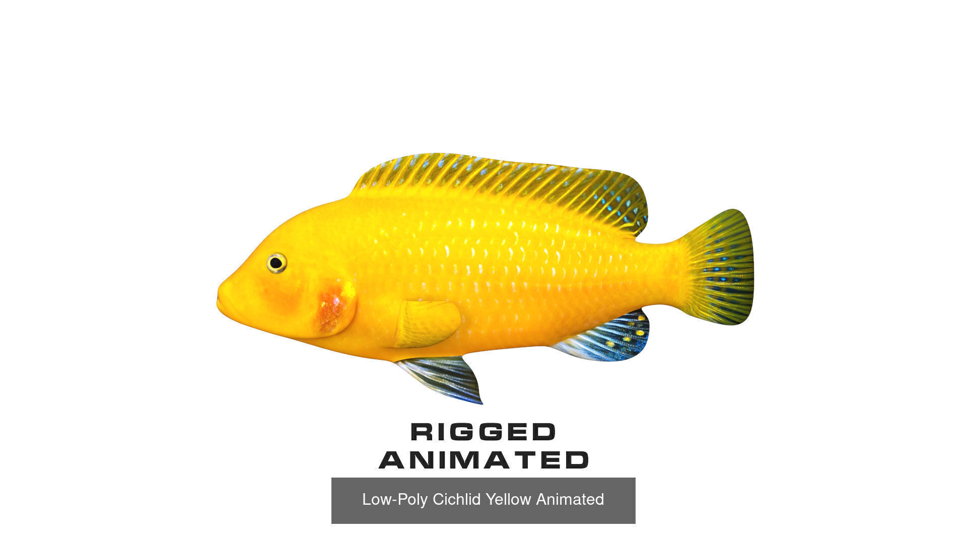 Fish Sea Collection Animated _6