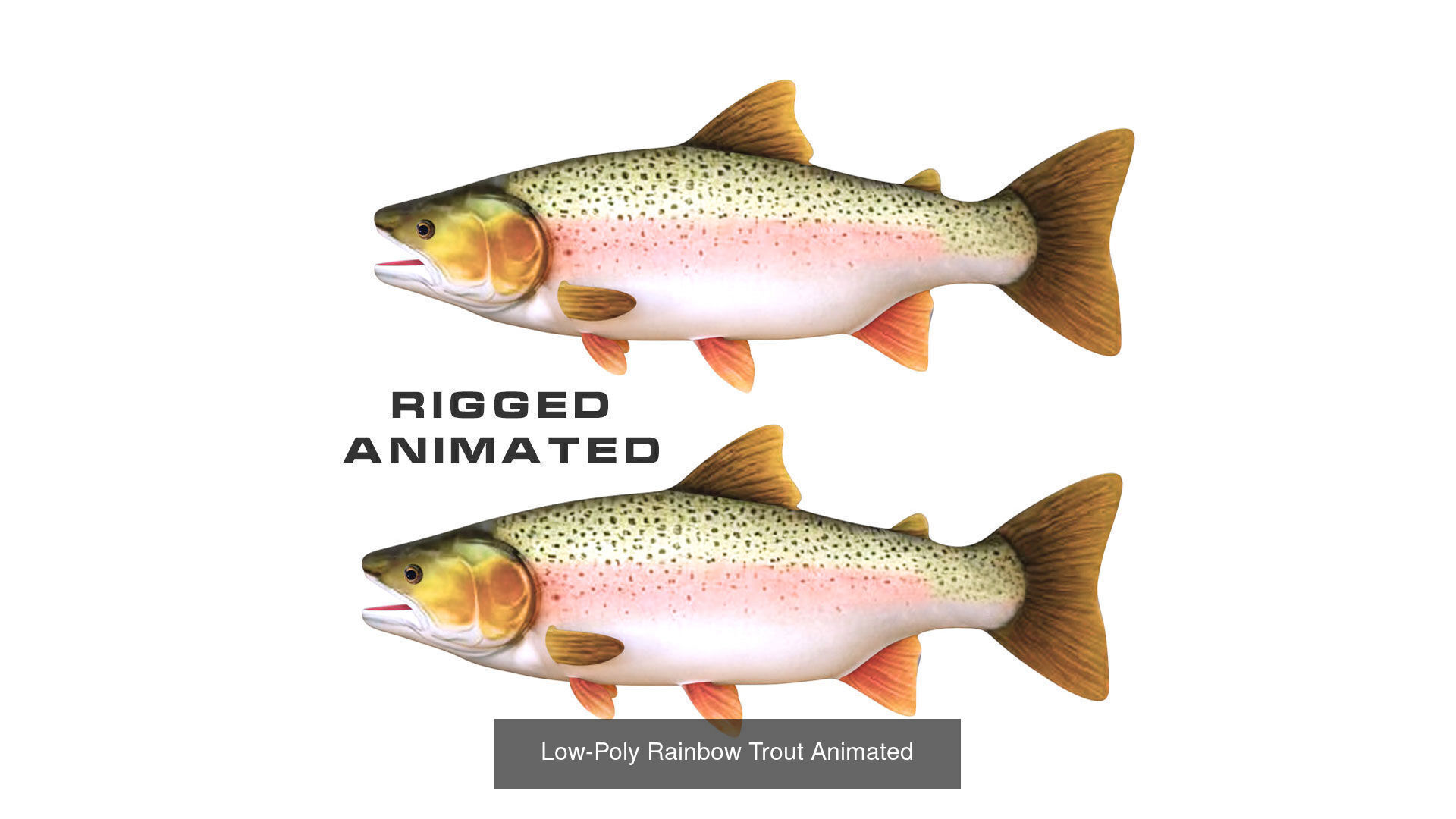 Fish Sea Collection Animated _1