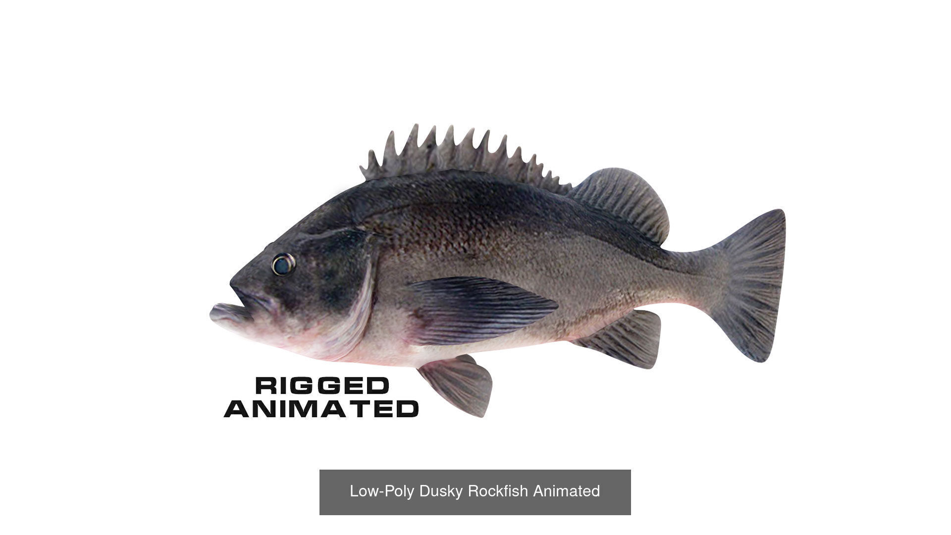 Fish Sea Collection Animated _7