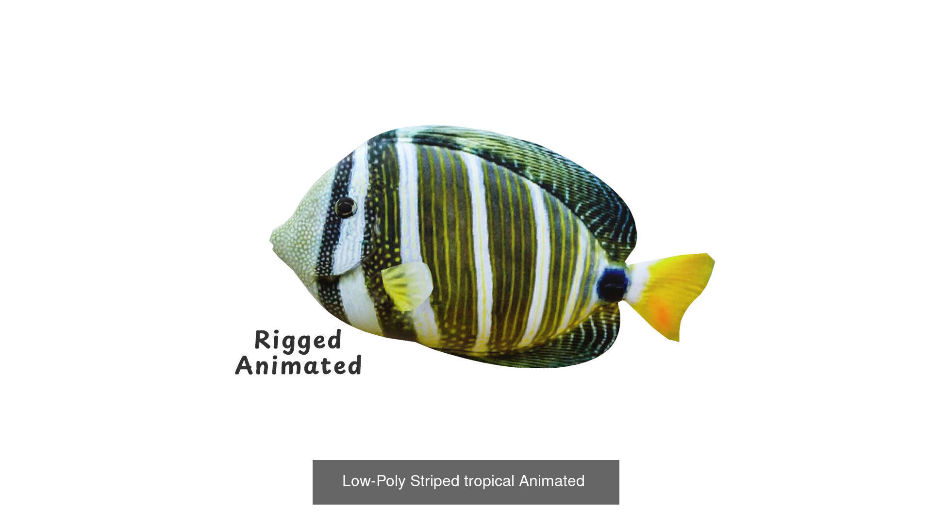 Fish Sea Collection Animated _3