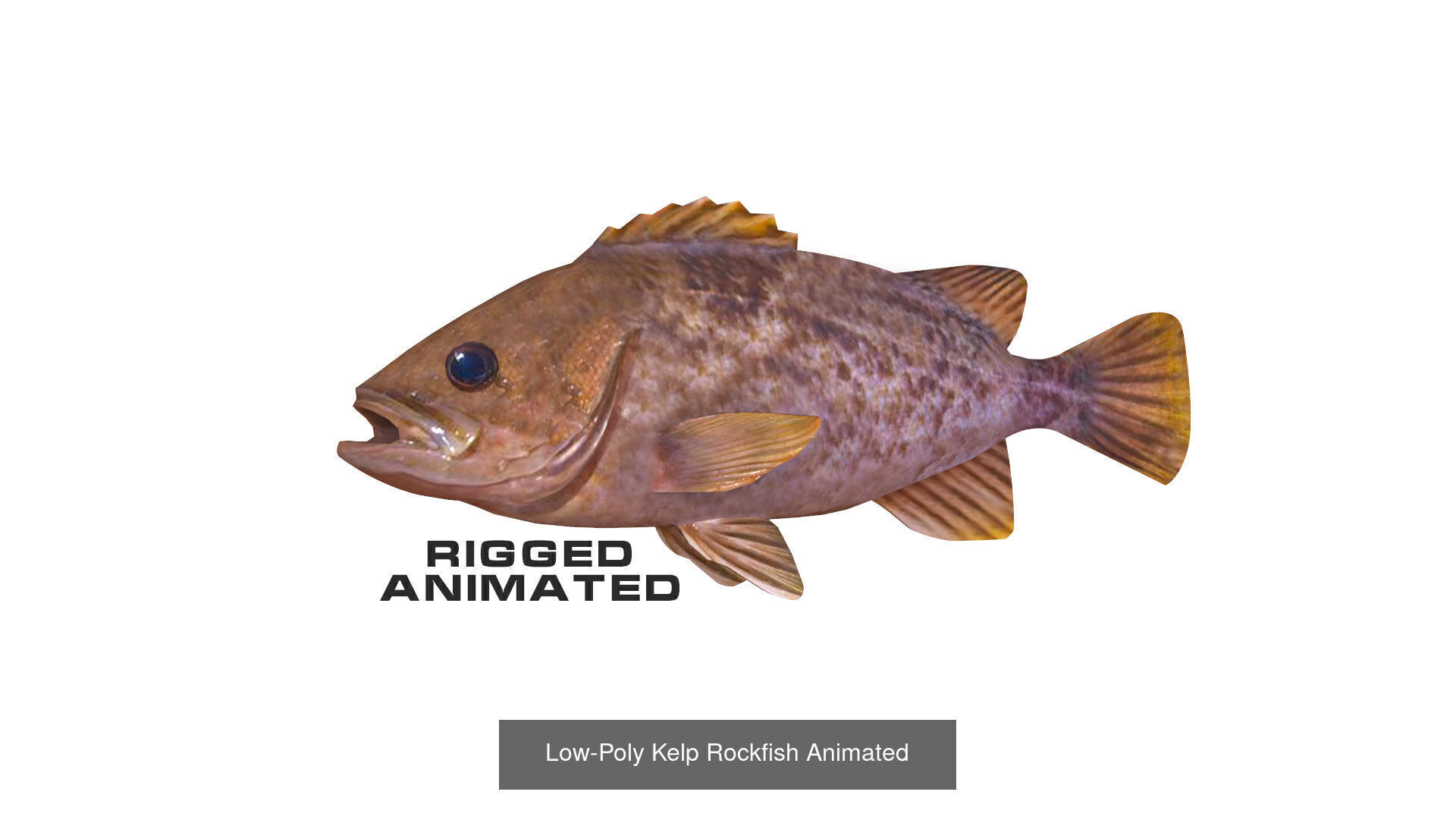 Fish Sea Collection Animated _10