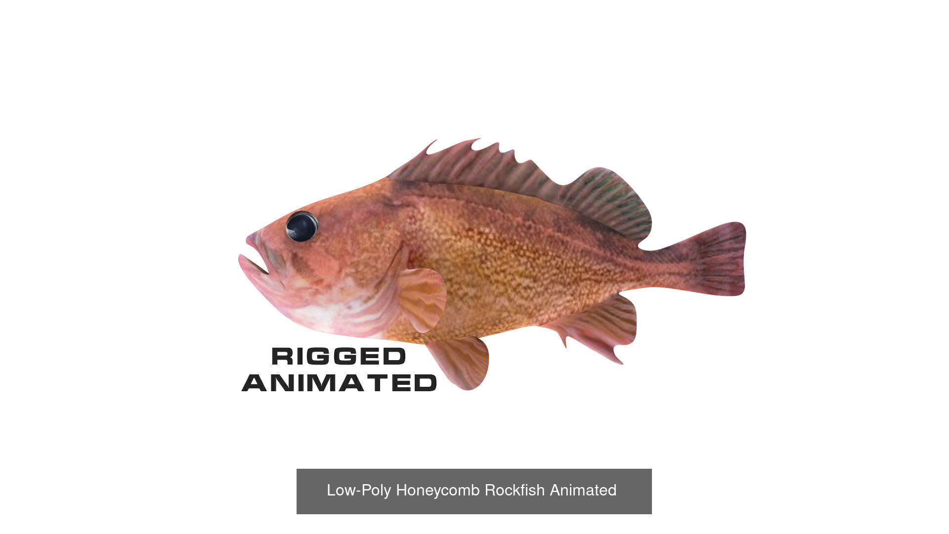 Fish Sea Collection Animated _8