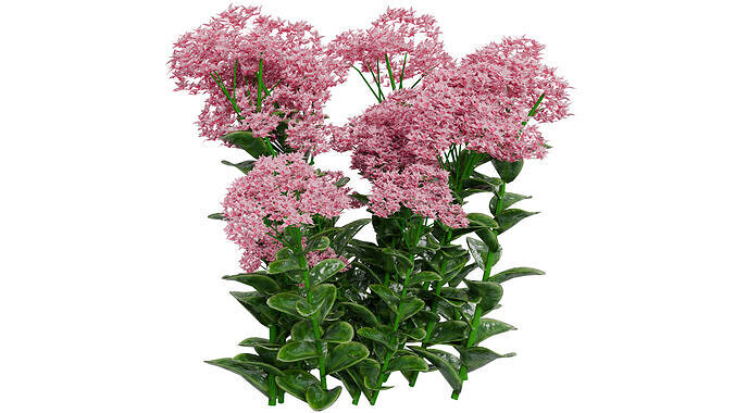 Stonecrop 3D model