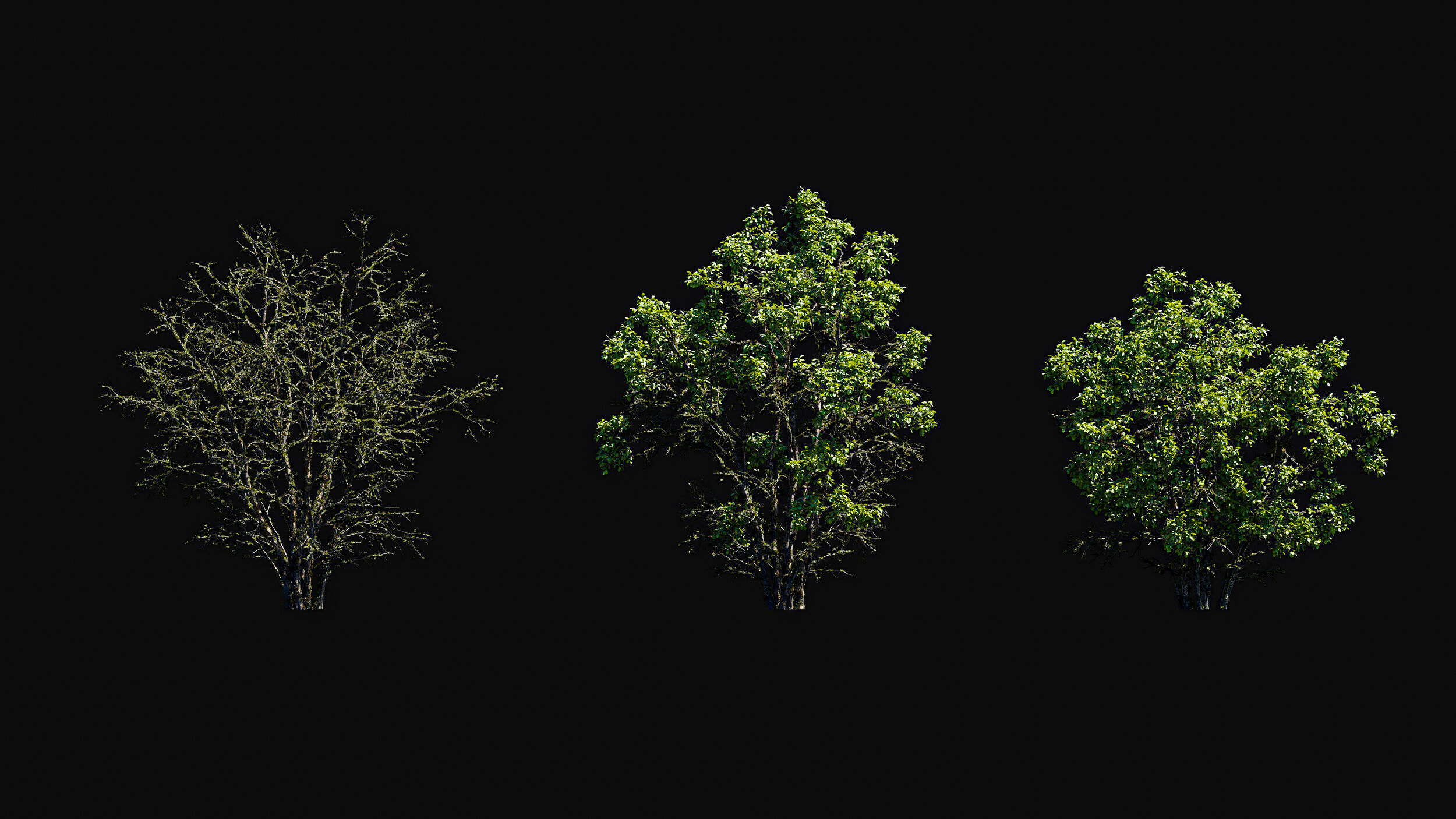 Huge Tree Set Pack All In One Low-poly 3D model_29