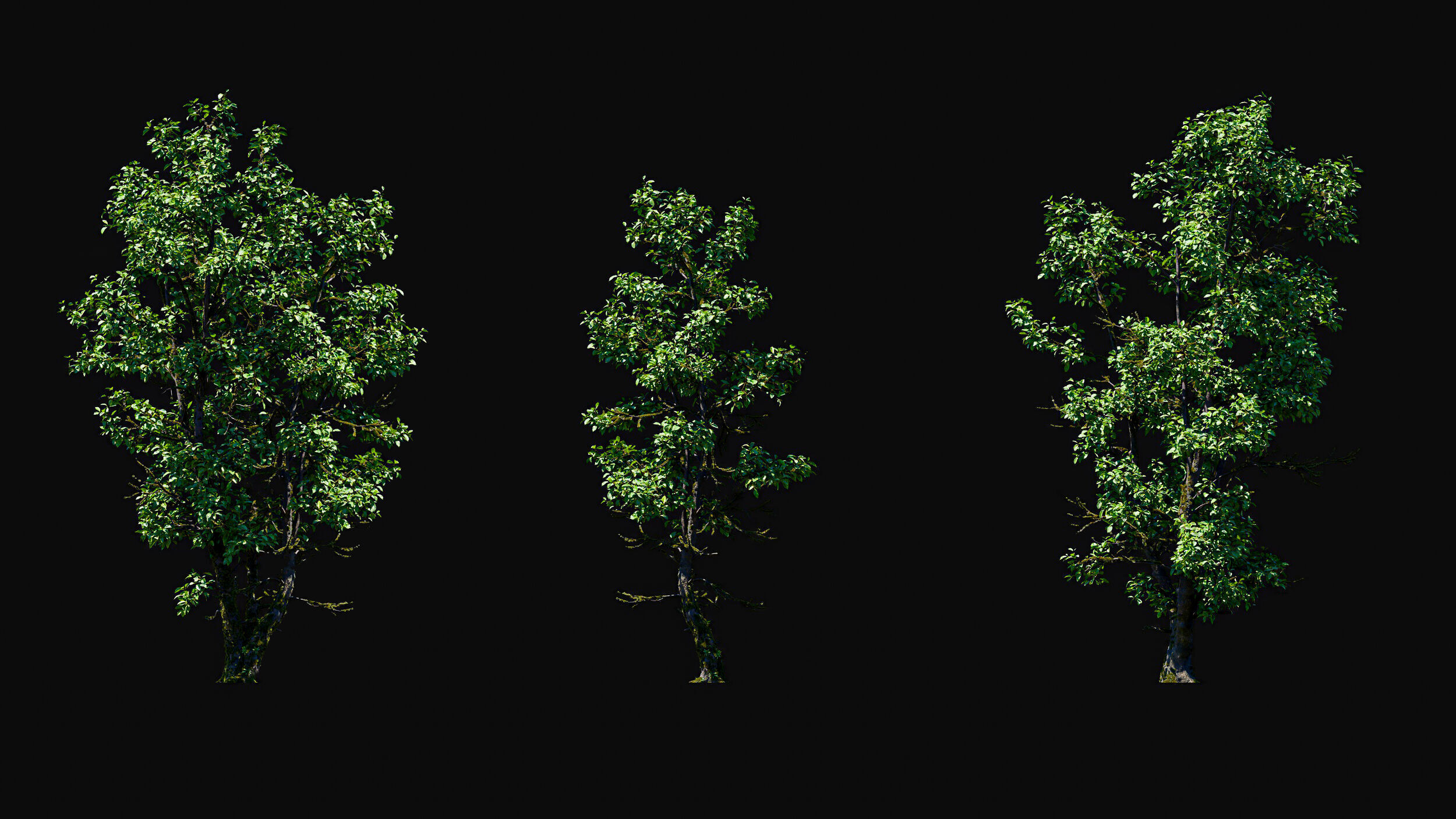 Huge Tree Set Pack All In One Low-poly 3D model_38