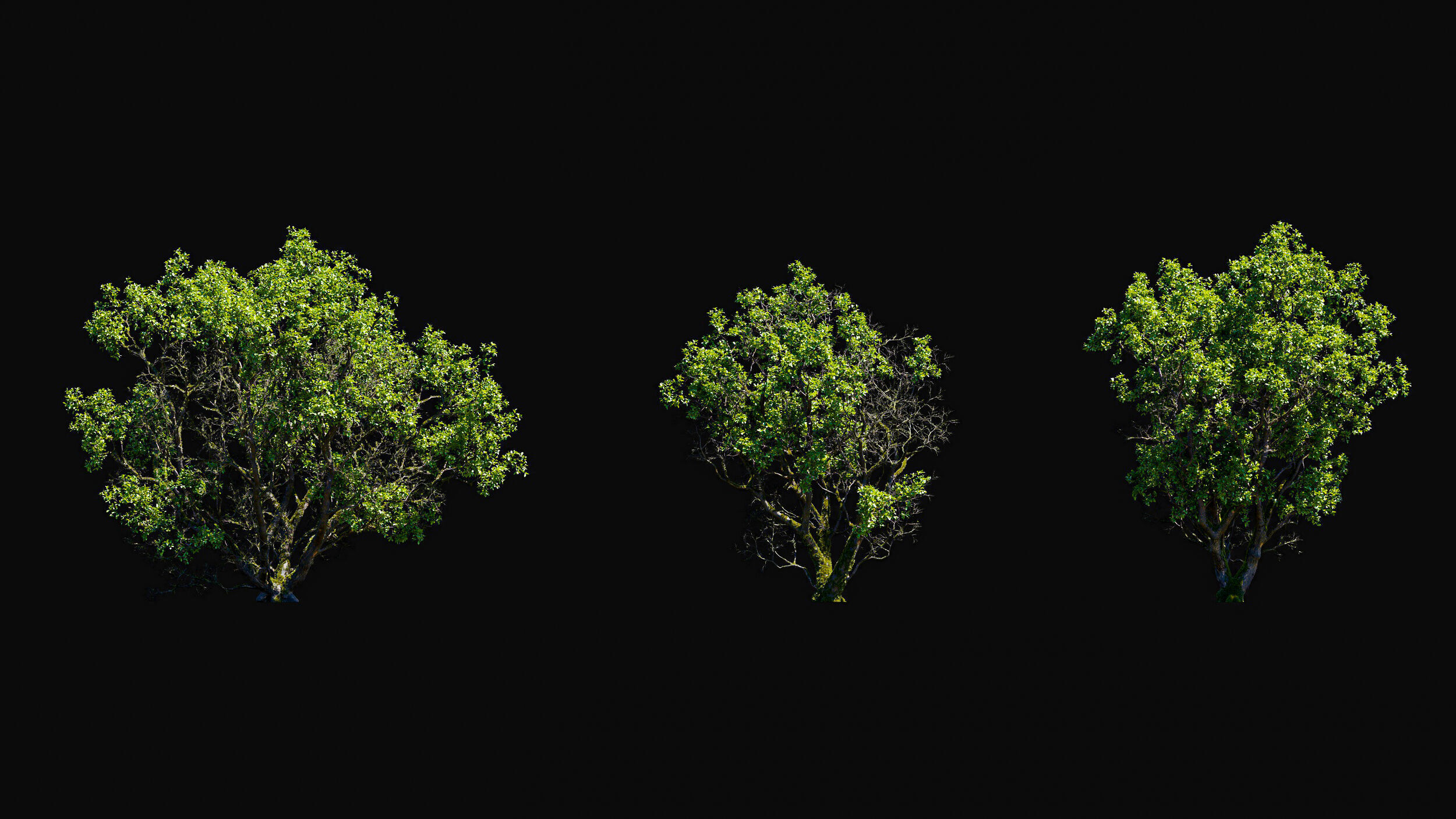 Huge Tree Set Pack All In One Low-poly 3D model_1