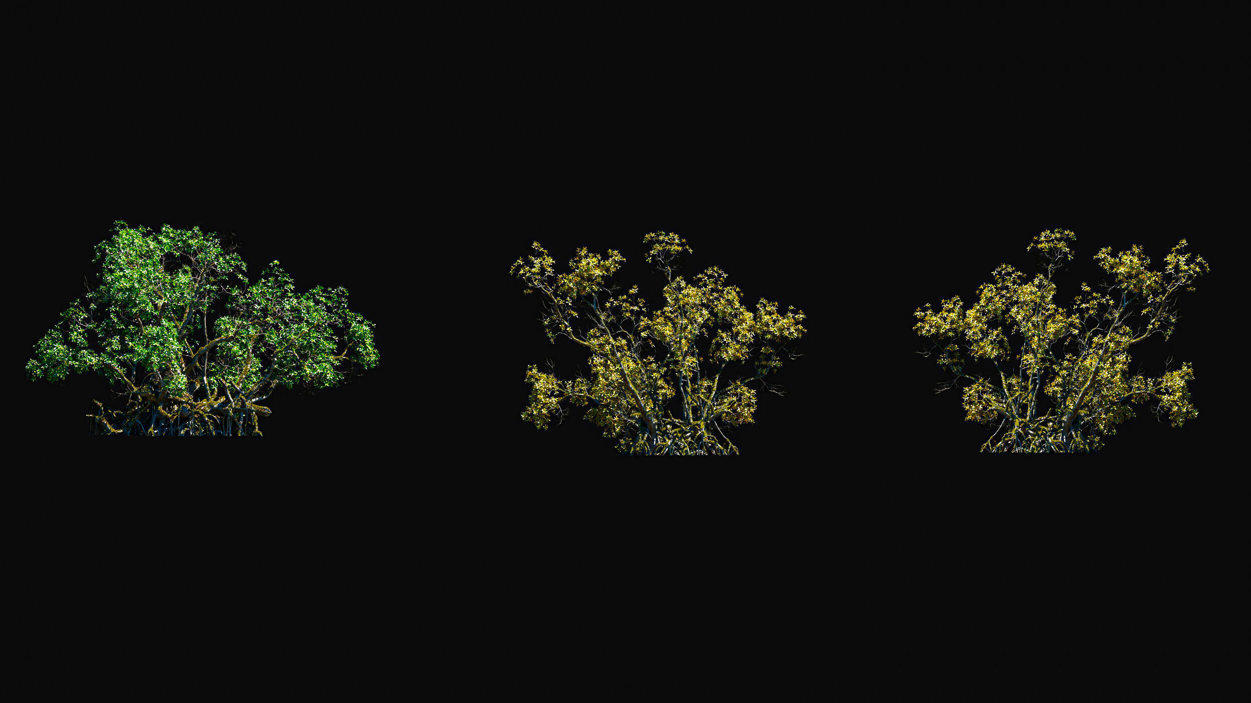 Huge Tree Set Pack All In One Low-poly 3D model_28