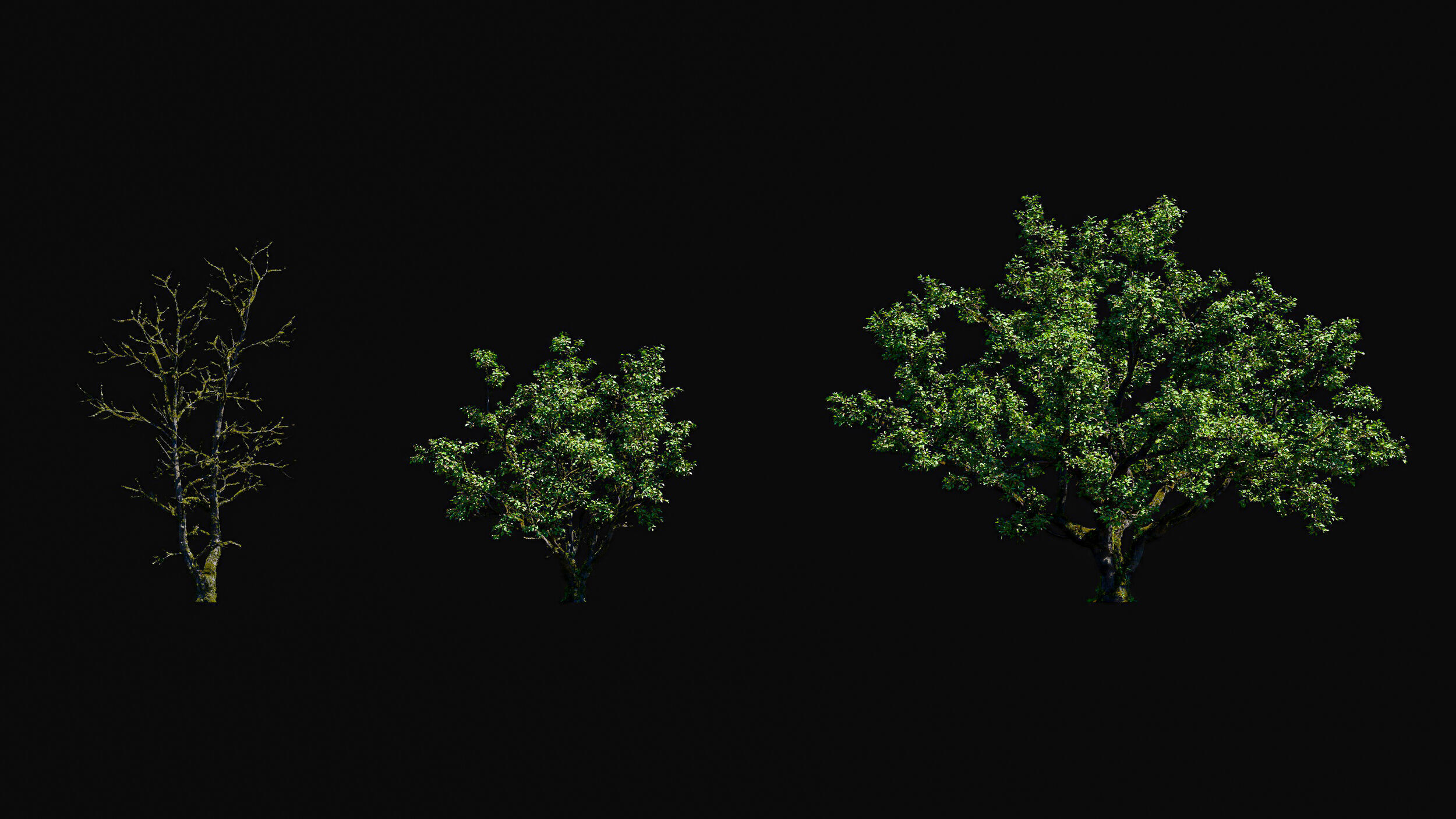 Huge Tree Set Pack All In One Low-poly 3D model_20