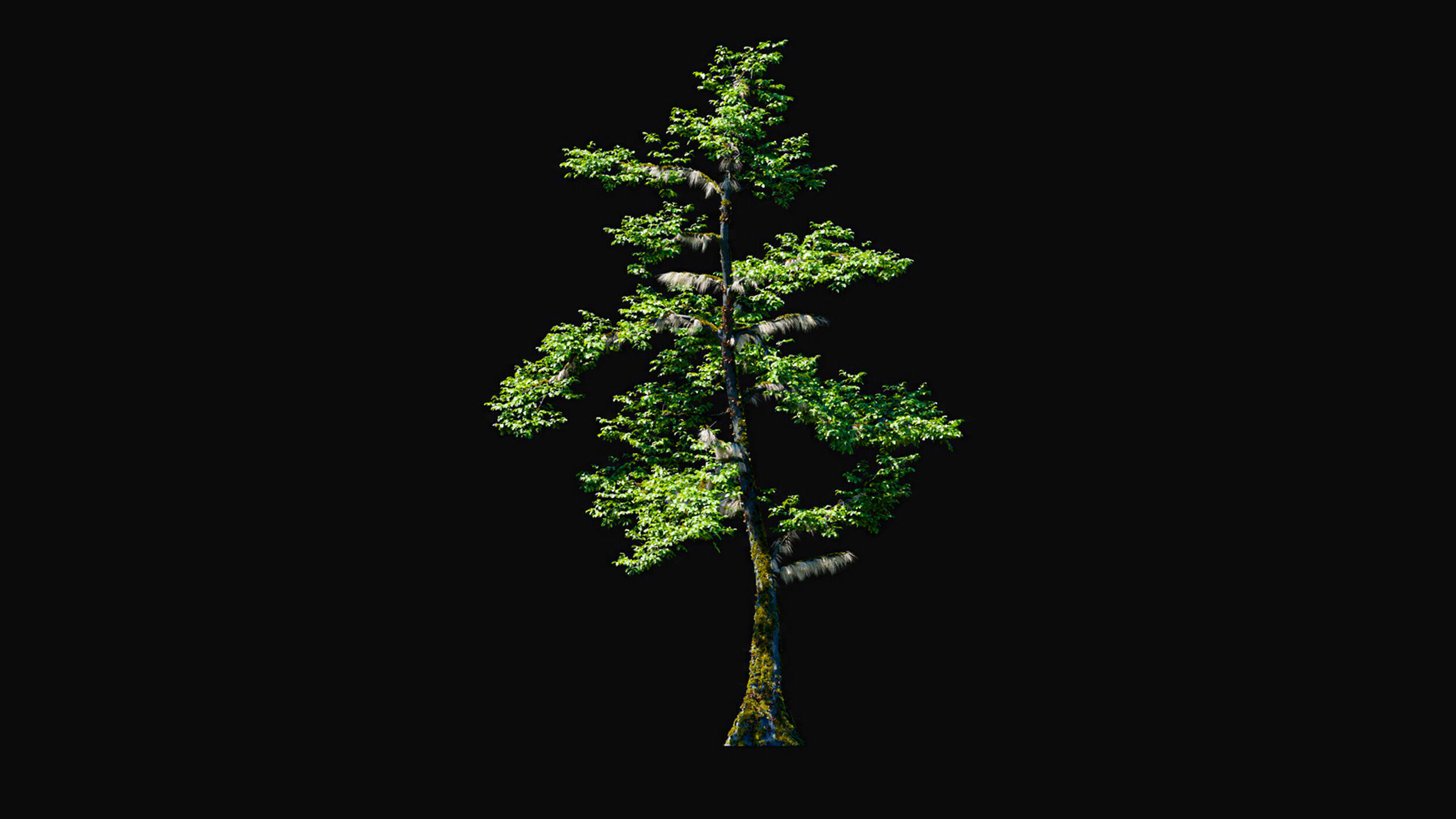 Huge Tree Set Pack All In One Low-poly 3D model_3