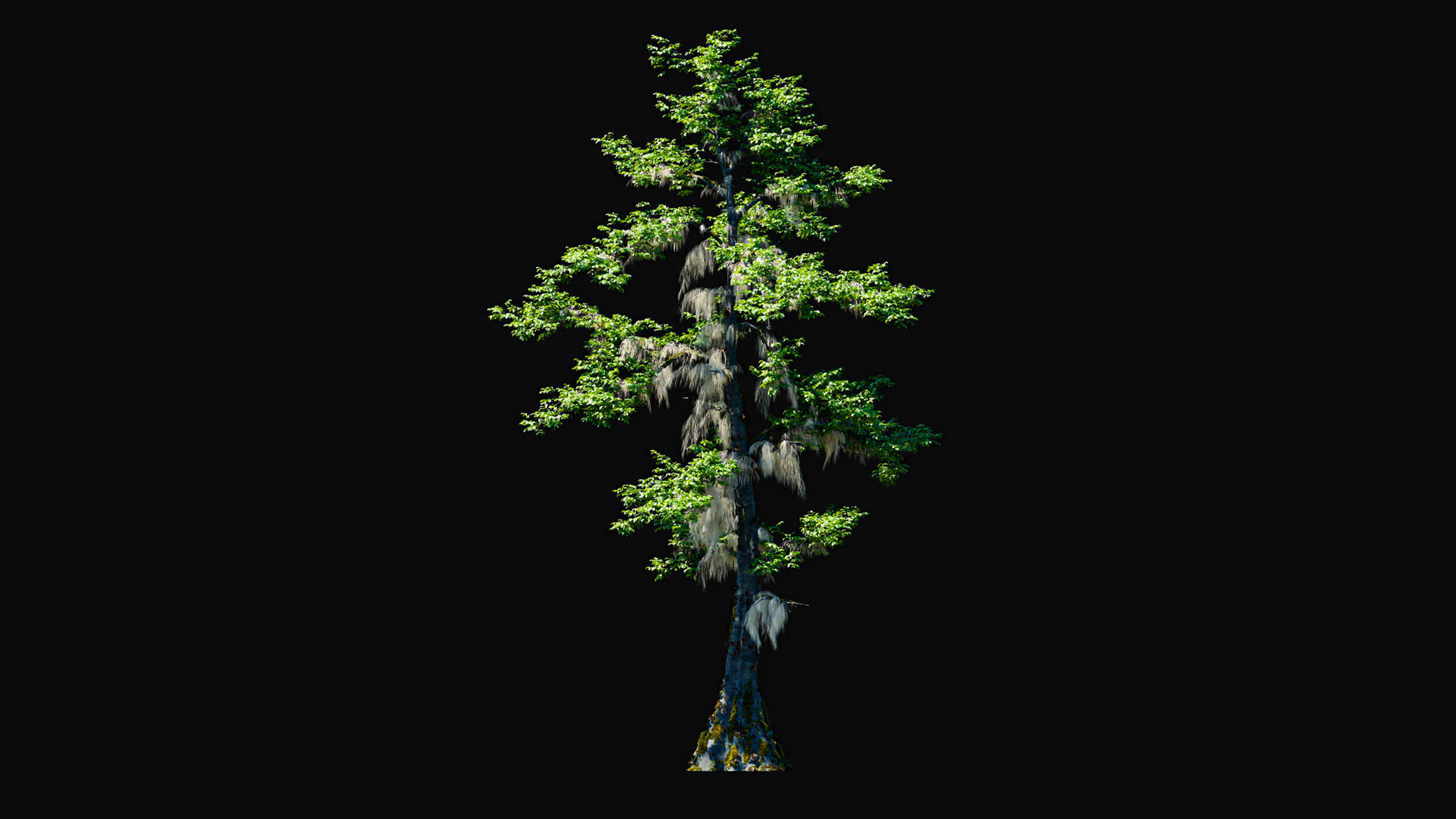 Huge Tree Set Pack All In One Low-poly 3D model_4