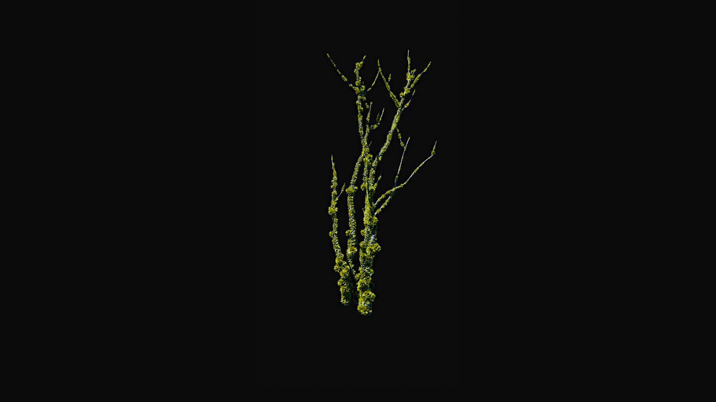 Huge Tree Set Pack All In One Low-poly 3D model_2