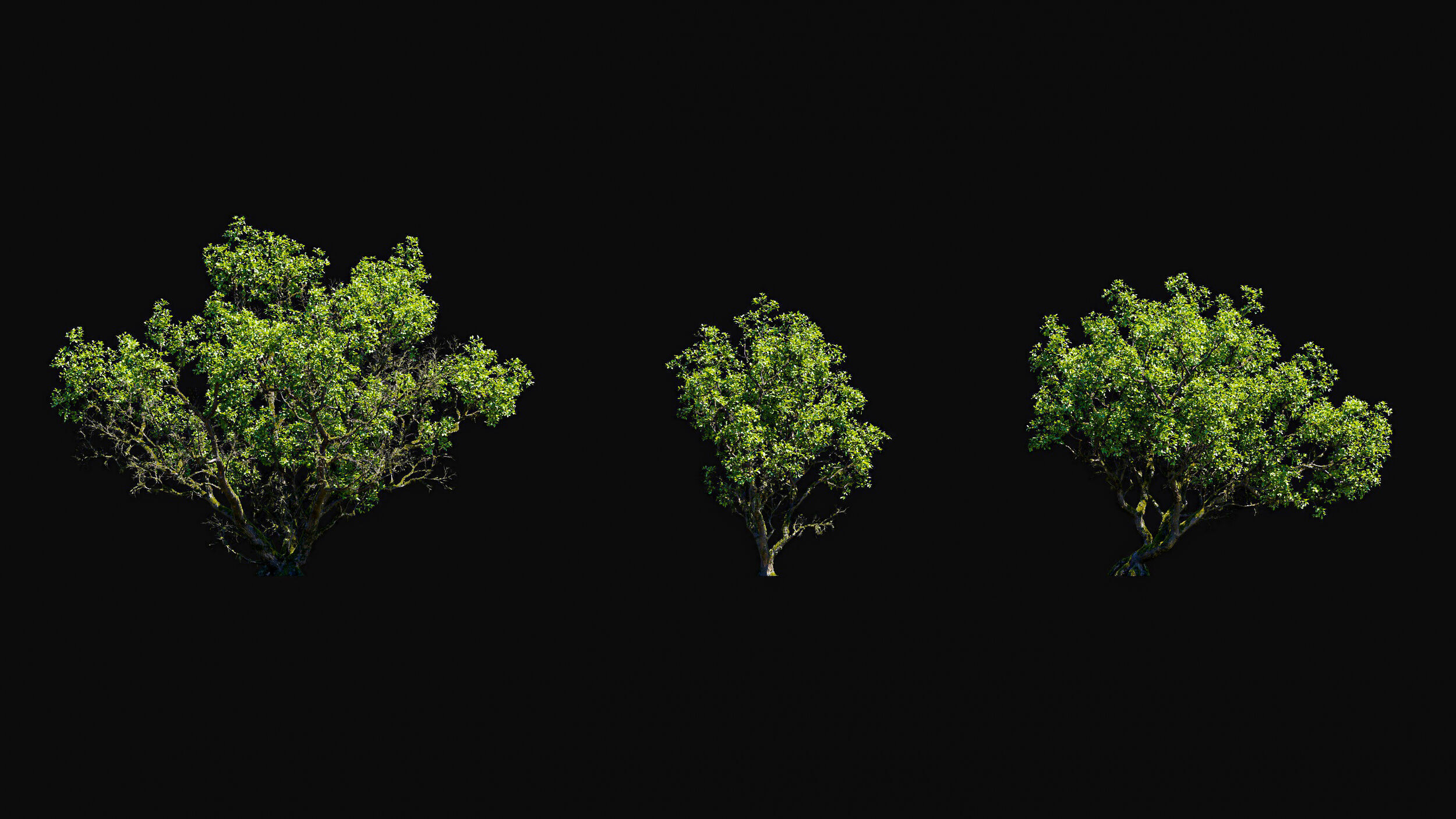 Huge Tree Set Pack All In One Low-poly 3D model_32