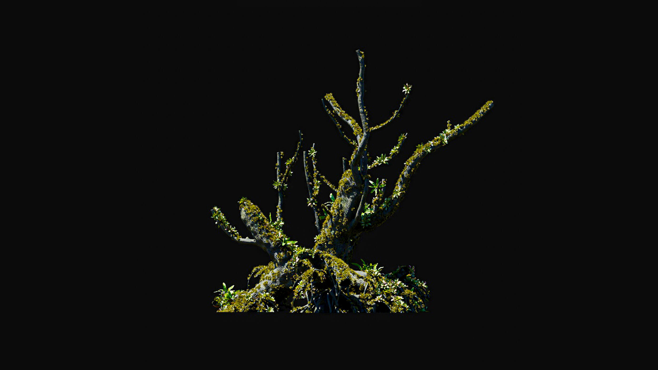 Huge Tree Set Pack All In One Low-poly 3D model_13