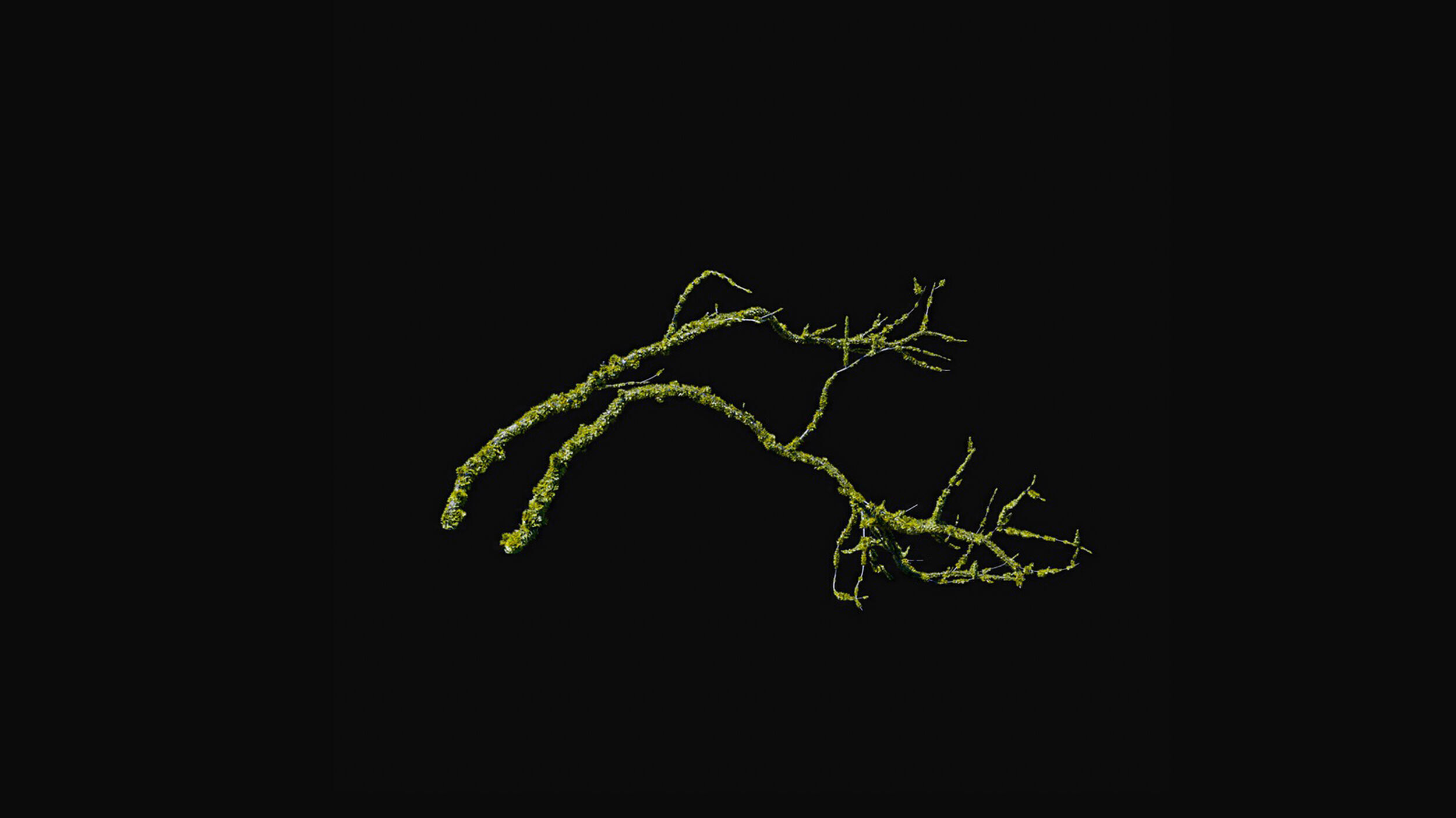 Huge Tree Set Pack All In One Low-poly 3D model_15