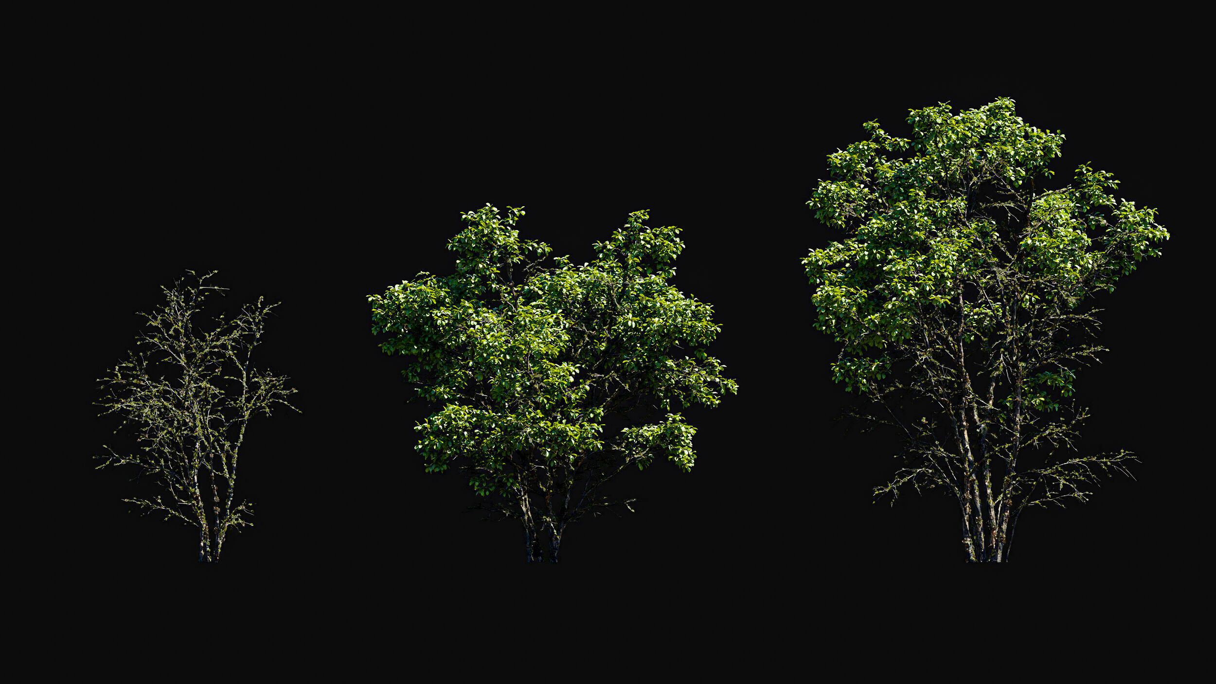 Huge Tree Set Pack All In One Low-poly 3D model_30