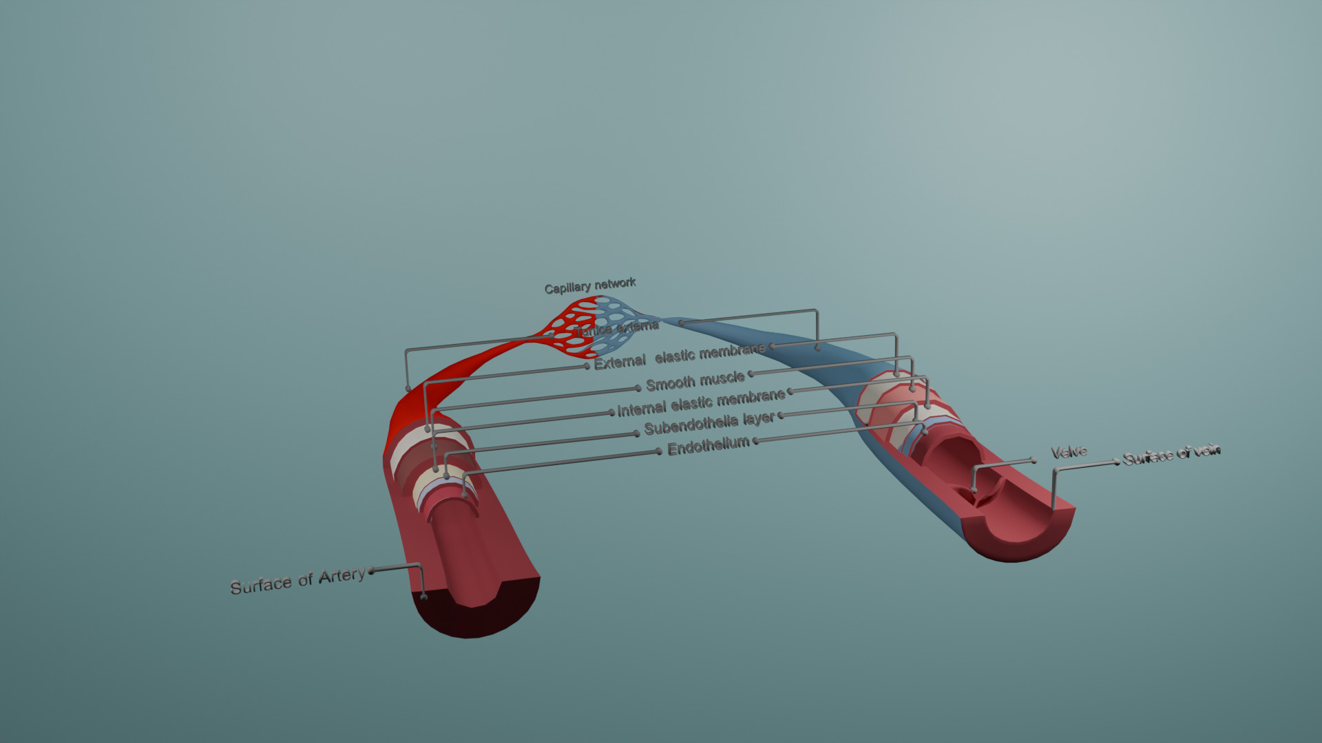 Realistic 3D Anatomical Model of Artery  Vein   3D print model_5