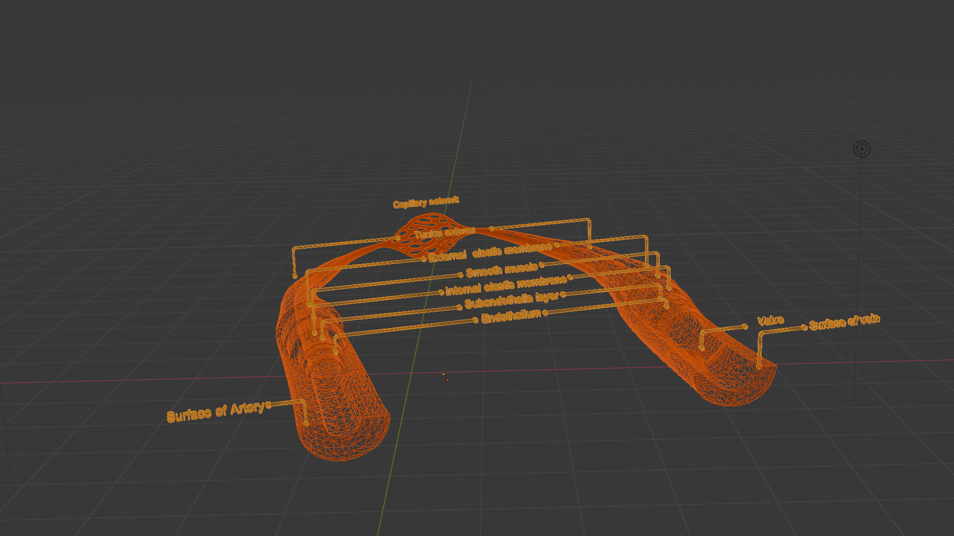 Realistic 3D Anatomical Model of Artery  Vein   3D print model_3