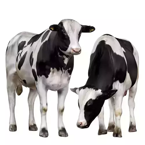 Cows 3d