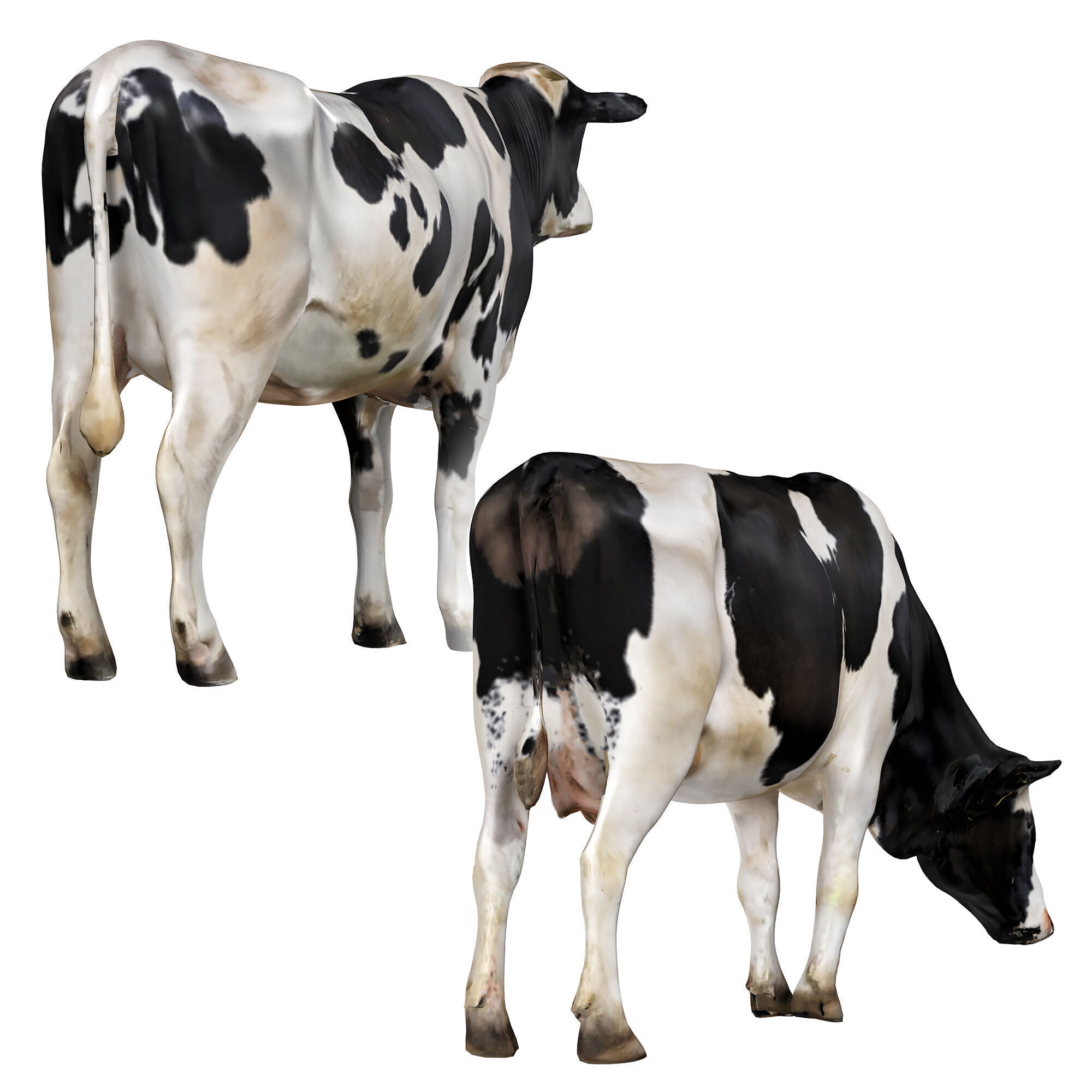 Cows 3d 3D model_2