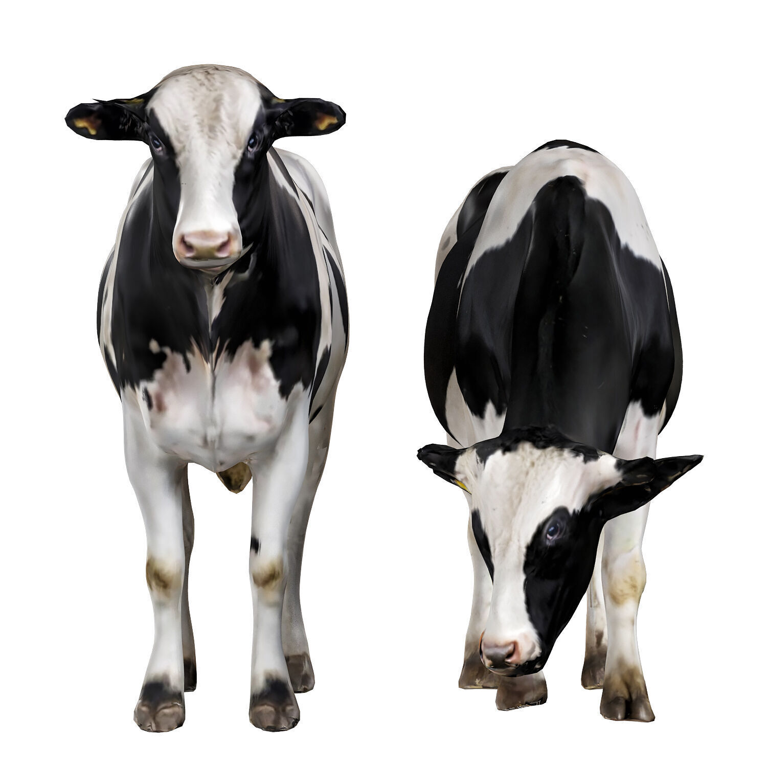 Cows 3d 3D model_1