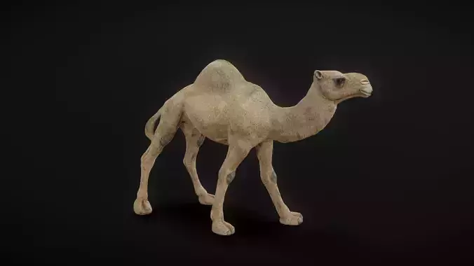 camel