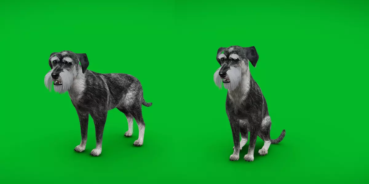 Standard Schnauzer Dog Low-poly 3D model