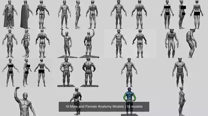 10 Male and Female Anatomy Models 3D Model Collection