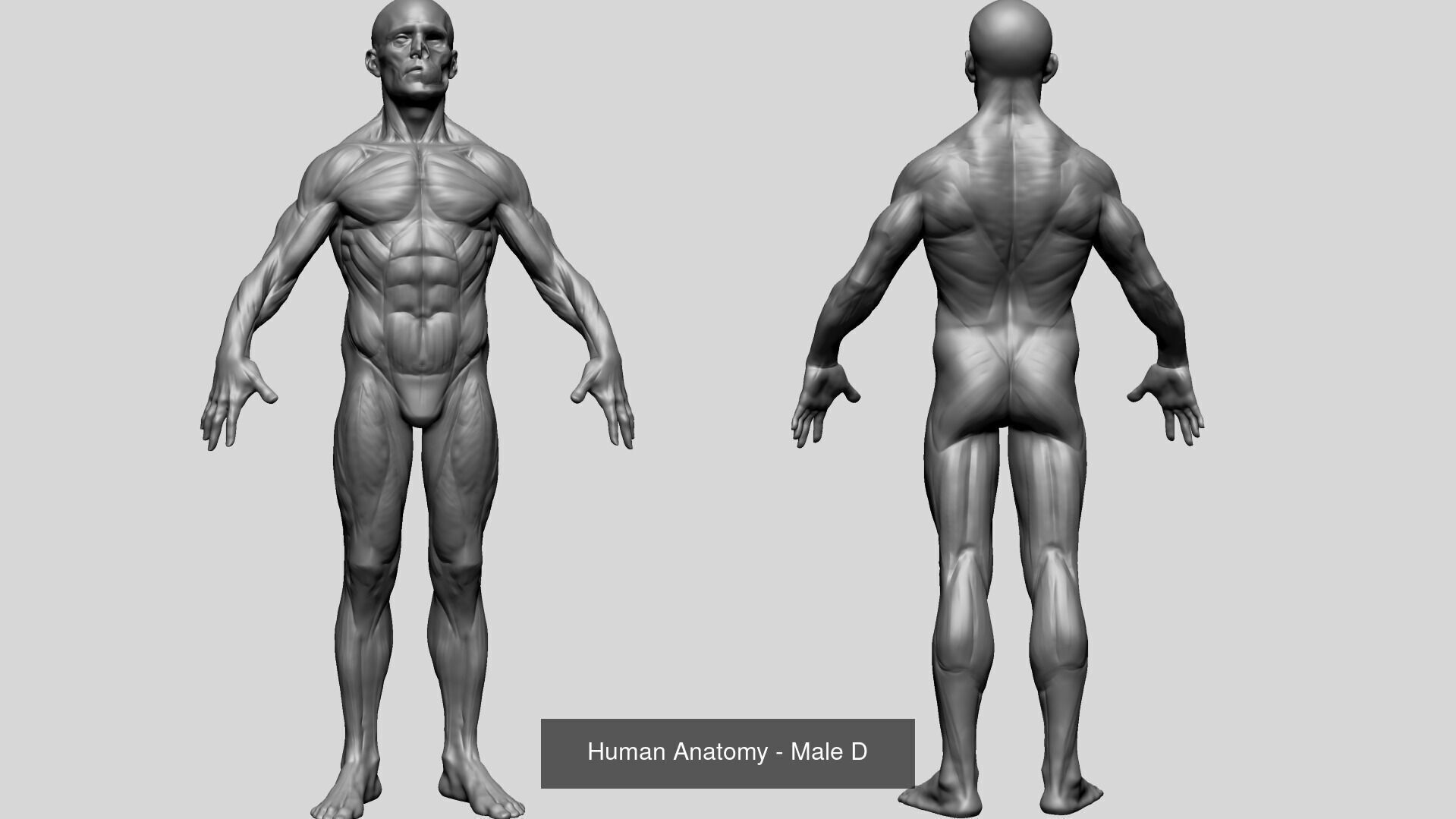 10 Male and Female Anatomy Models 3D Model Collection_7